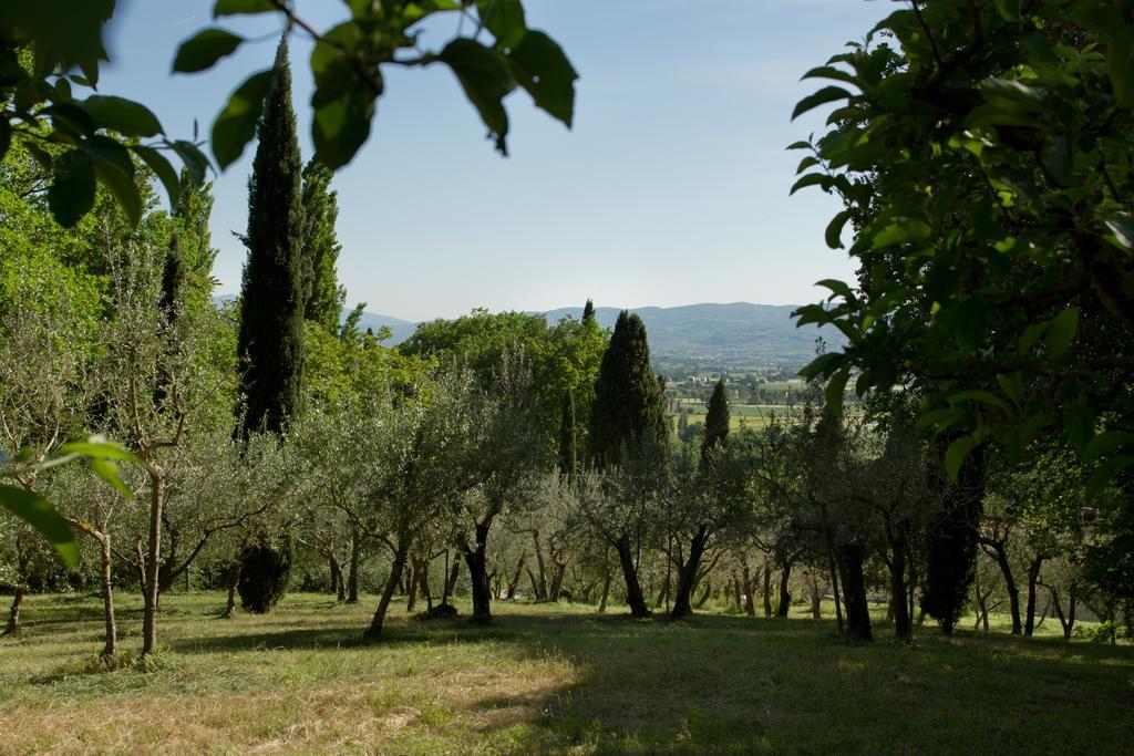Villa Degli Ulivi Ассизи Экстерьер фото